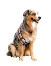 Fantasia para cães ComfyCamper Utility Belt Halloween 2024 - GG