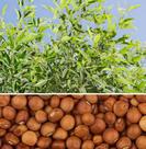 Feijão Guandu Super N - 5KG de Sementes - Pastagens/Adubação Verde