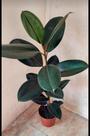 Ficus Elástica Burgundy Ornamental 1 haste com Vaso