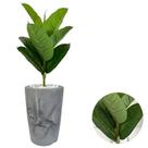 Ficus Lyrata Artificial Com Vaso Marmorizado Pedras Brancas - Ficus Lyrata Artificial Com Vaso Marmorizado Pedras Brancas -