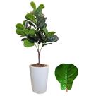 Fícus Lyrata Planta Artificial Com Vaso Completo Cores