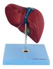 Figado Humano Básico, Anatomia