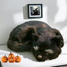Figura de brinquedo Basuo-9Q Black Sleeping Cat Estatueta 21x17x6 cm