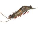 Figure Toy Realistic Lobster Marine Life Model de 22 cm para crianças