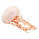Figurine Safari Ltd. Jellyfish modelo de plástico de 5 cm para crianças com mais de 3 anos
