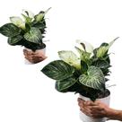 Filodendro planta natural decoração com vaso