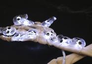 Fio De Luz Caveiras Brancas Halloween 10 Leds 2 Pilhas Aa Fio De Luz Caveiras Brancas Halloween 10 Leds 2 Pilhas Aa