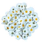 Flor Mini Margaridas Artificial 100 Unidades Artesanato 4cm Flor Mini Margaridas Artificial 100 Unidades Artesanato 4cm