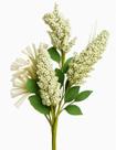 Flor sorgo branco e verde