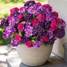 Flores artificiais de gerânio Ammyoo resistentes aos raios UV para exteriores Flores artificiais de gerânio Ammyoo resistentes aos raios UV para exteriores