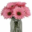 Flores artificiais DSforg Gerbera Daisy Silk x10 (rosa) Flores artificiais DSforg Gerbera Daisy Silk x10 (rosa)