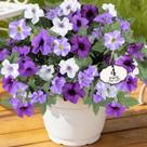 Flores artificiais falsas Alotiki Faux Petunias resistentes a UV