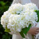 Flores de hortênsia de seda artificial IPLNTS brancas 5 unidades