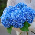 Flores de hortênsia de seda artificial IPLNTS Faux Blue x5