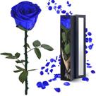 Flores de rosas preservadas YAMPP Blue Rose Presentes para mulheres