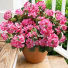 Flores falsas de gerânio artificial HyeFlora 6 pacotes rosa