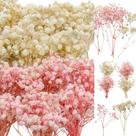 Flores secas para bebês, Gypsophila, rosa e branca, 100 unidades