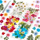 Flores secas prensadas Evatage 153 unidades para artesanato com pinça