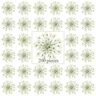 Flores secas prensadas Fabbay Ammi Majus para arte em resina, 200 unidades