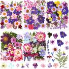 Flores secas prensadas Nuanchu 167 unidades para artesanato DIY