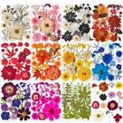 Flores secas prensadas YouthBro 320 unidades com adesivos de borboleta Flores secas prensadas YouthBro 320 unidades com adesivos de borboleta