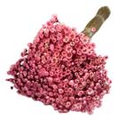 Flores Secas Sempre Viva Rosa Lembrancinha Desidratado Decor Flores Secas Sempre Viva Rosa Lembrancinha Desidratado Decor