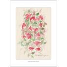 Flores Vermelhas Maria Sem Vergonha Arte Aquarela para Quadro Decorativo Decoração Elegante A4