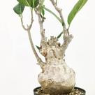 Fockea multiflora - Planta