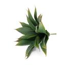 Folha Artificial Agave Com Raiz X21 para Arranjos Verde 25 cm F04 - D'Rossi