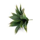 Folha Artificial Agave Com Raiz X21 Para Arranjos Verde 25 Cm F04 - D'rossi