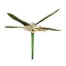 Folha Artificial Orquídea 4 Galhos - 22cm