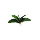 Folha de Orquídea Artificial Phalaenopsis com Cinco Folhas e Raiz