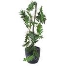Folha grillo x19 philodendro arame plastico 51212-118