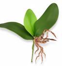 Folha orquídea com raiz toque real 20 cm