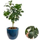 Folhagem Artificial De Laranjeira Com Vaso Bojo Completo