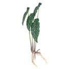 Folhagem Begonia Maculata Pintadinha com Raiz X4 Verde 70 cm F04 - D'Rossi