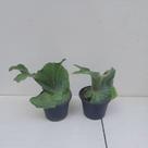 Folhagem Chifre-de-Alce (Platycerium superbum) Grande Folhagem Chifre-de-Alce (Platycerium superbum) Grande