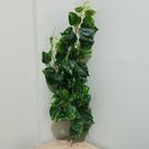 Folhagem jiboia 90cm real toque pendurar plastico x133 verde creme