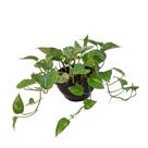Folhagem jiboia pendente (epipremnum aureum) no vaso cuia