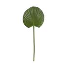 Folhagem Latania Pequena 28x76cm (LxA) Folhagem Latania Pequena 28x76cm (LxA)