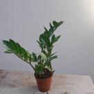 Folhagem mini zamioculca no vaso