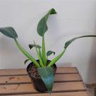 Folhagem pacová (philodendron martianum)