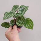 Folhagem Peperomia Melancia (Peperomia argyreia)