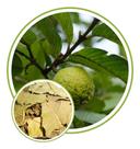 Folhas de Goiabeira 500g
