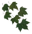 Folhas De Plátano Pintada Verde Seca Decoração Enfeite Folhas De Plátano Pintada Verde Seca Decoração Enfeite