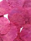 Folhas Moedas Secas Rosa Decorativas Para Pout Pourrit 30 Gramas Folhas Moedas Secas Rosa Decorativas Para Pout Pourrit 30 Gramas