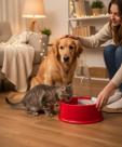 Fonte Bebedouro Automático Para Gatos e Cães Joy Furacão Pet Bivolt Vermelha 2L Silencioso