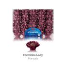 Forma Doce Lady Marsala C/50 Plac Forma Doce Lady Marsala C/50 Plac
