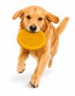 Frisbee Bitcoin Amarelo Ouro Stark Pet Cachorro