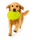Frisbee Disco Voador Verde Neon Bitcoin Cachorro Pet Frisbee Disco Voador Verde Neon Bitcoin Cachorro Pet